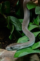 Mamba