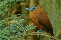 Kotinga